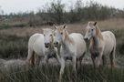 Camargue-Pferde am Strassenrand von Rudolf Wierz 