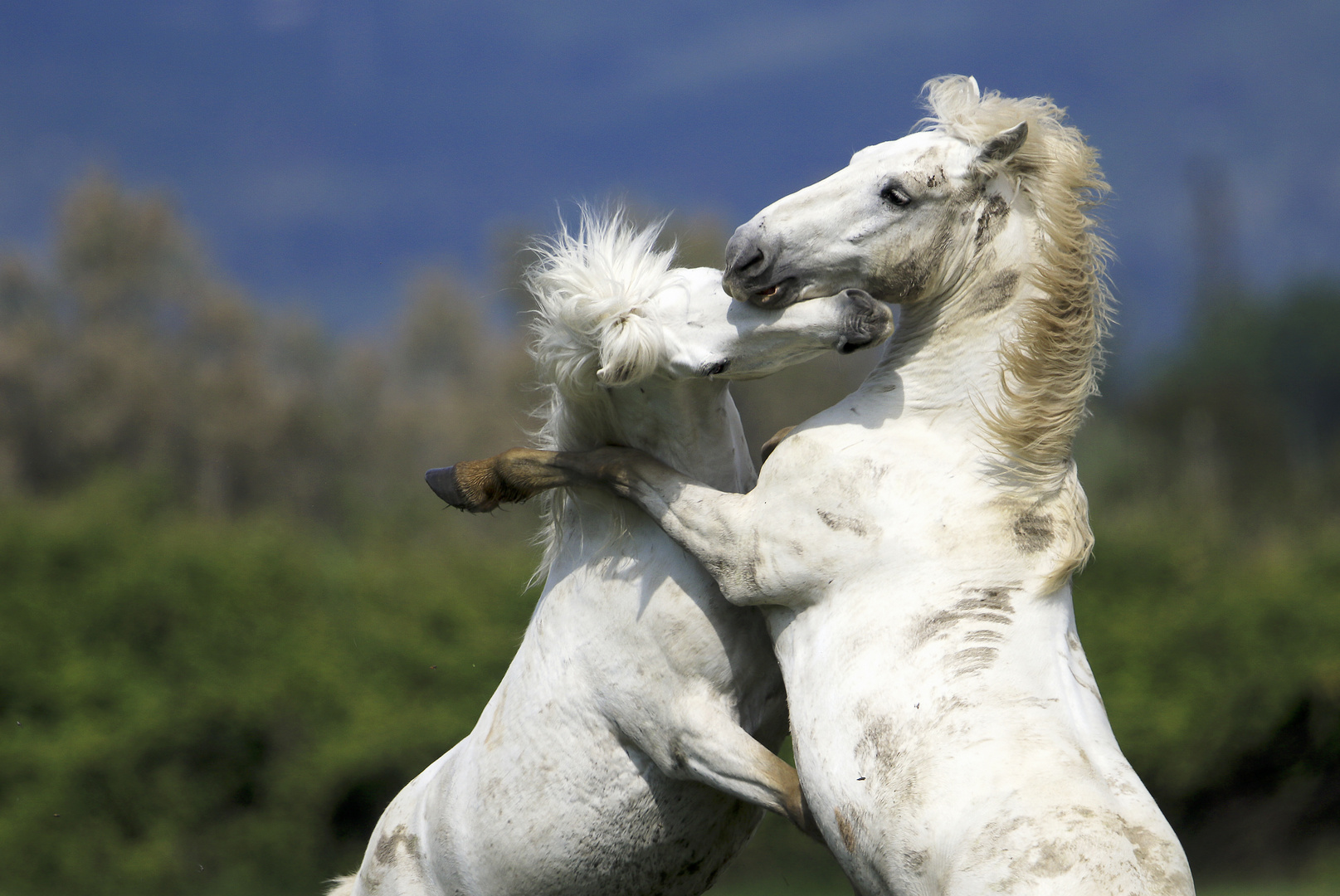 Camargue-Pferde