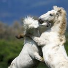 Camargue-Pferde