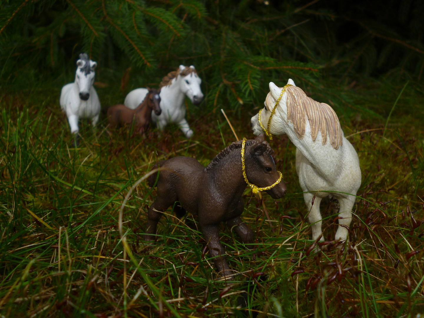 "Camargue Pferde"