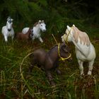 "Camargue Pferde"