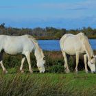 Camargue Pferde