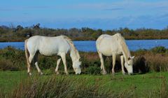 Camargue Pferde