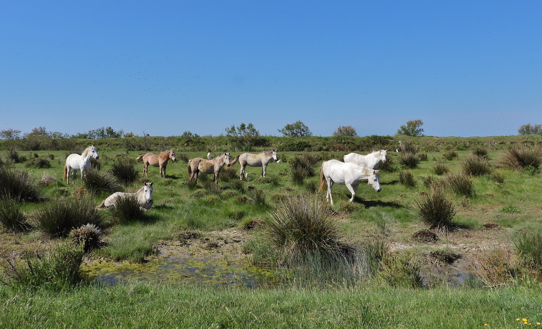 Camargue Pferde