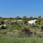 Camargue Pferde