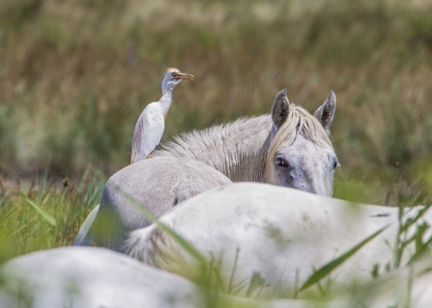 Camargue-Pferde