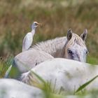 Camargue-Pferde