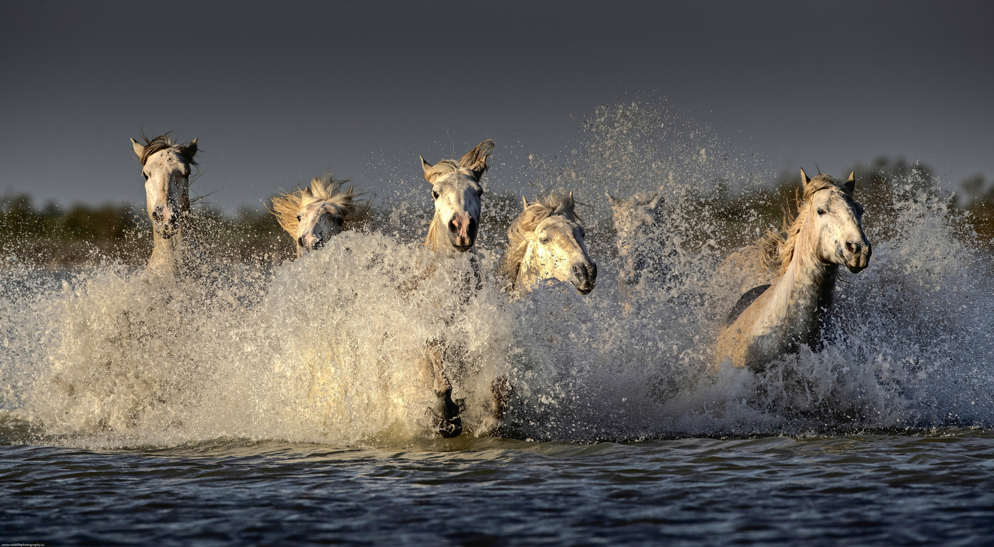 Camargue Pferde