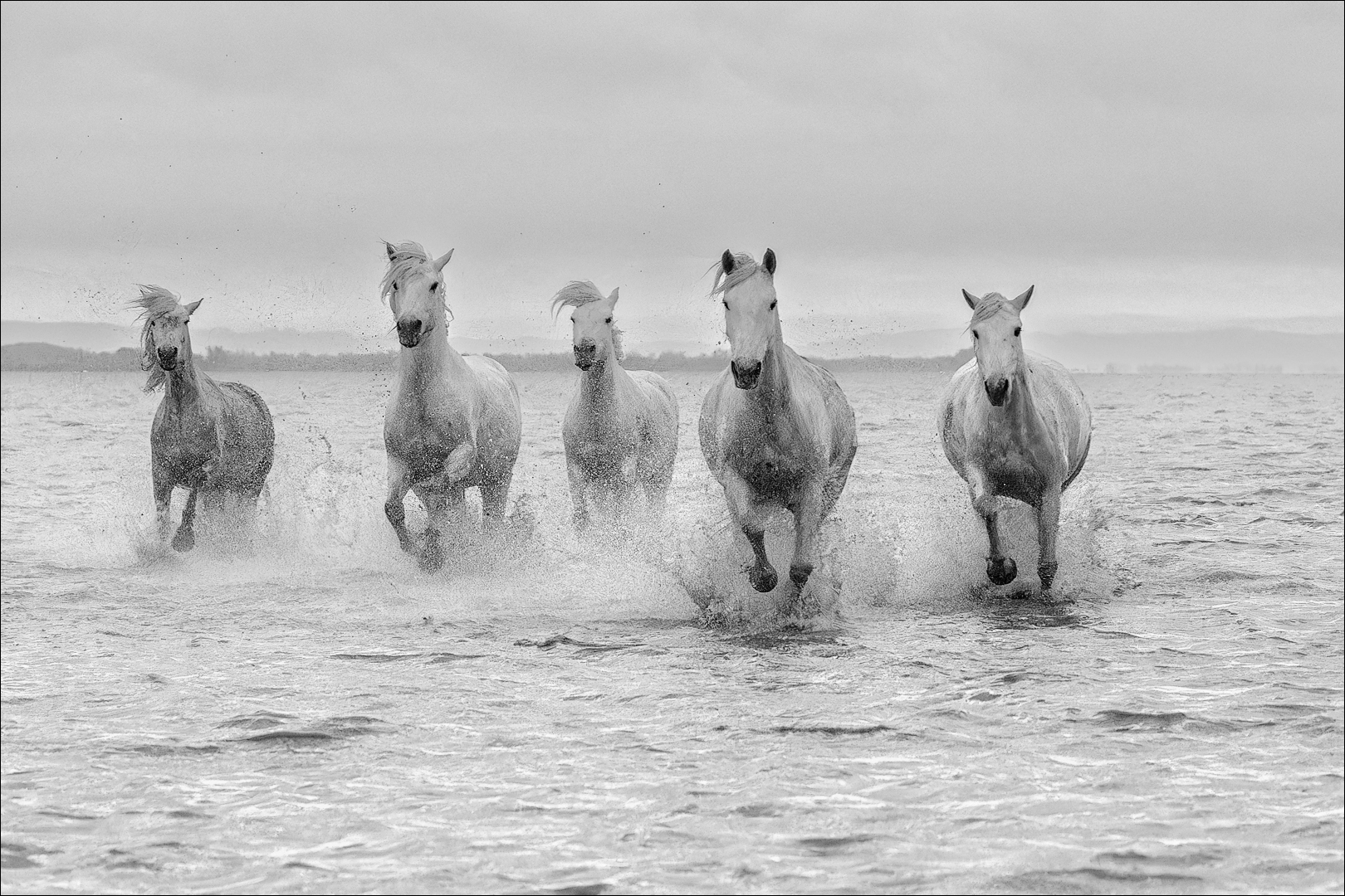 Camargue-Pferde