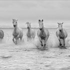 Camargue-Pferde