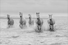 Camargue-Pferde