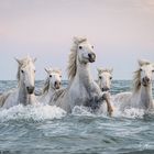 Camargue-Pferde im Meer 