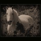 Camargue Pferde ~~~ mystische Wesen