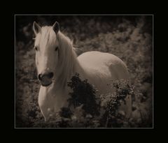 Camargue Pferde ~~~ mystische Wesen