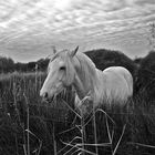 Camargue- Pony