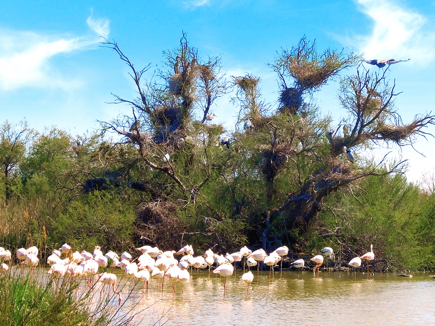 Camargue sauvage (2)