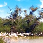 Camargue sauvage (2)