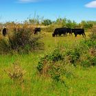 Camargue sauvage (3)