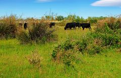 Camargue sauvage (3)