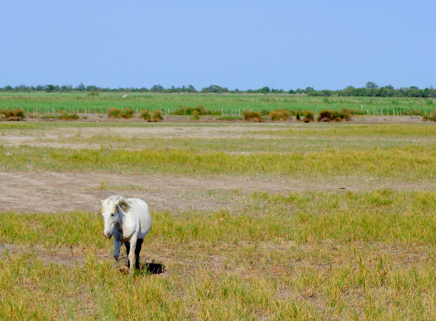 Camargue ! Solitude ....