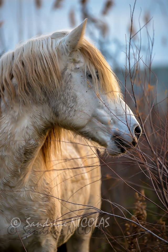 Camargue Stallion