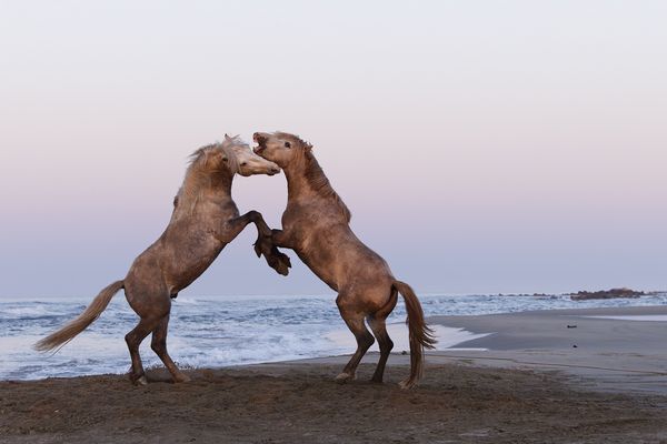 Camargue Stallions2