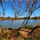 Camargue, toujours