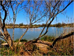 Camargue, toujours