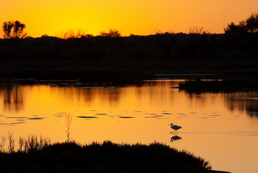 Camargue VII