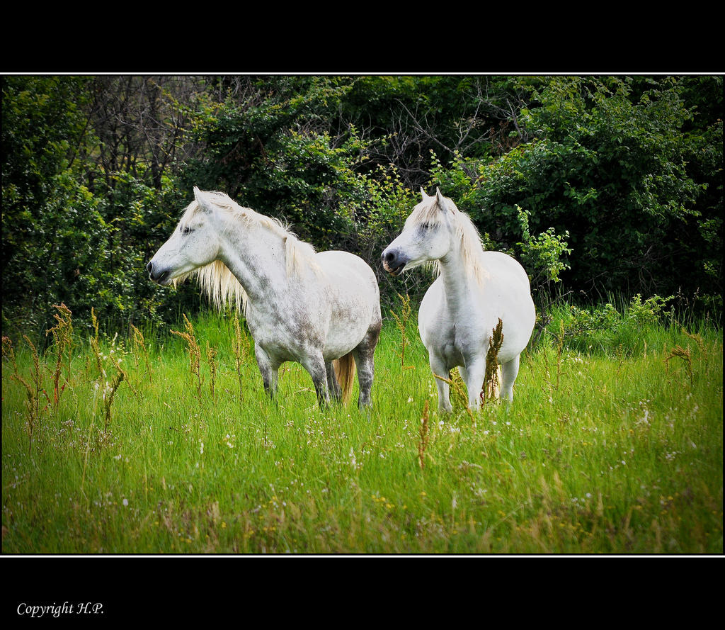 Camargue - Weiße Pferde