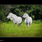 Camargue - Weiße Pferde