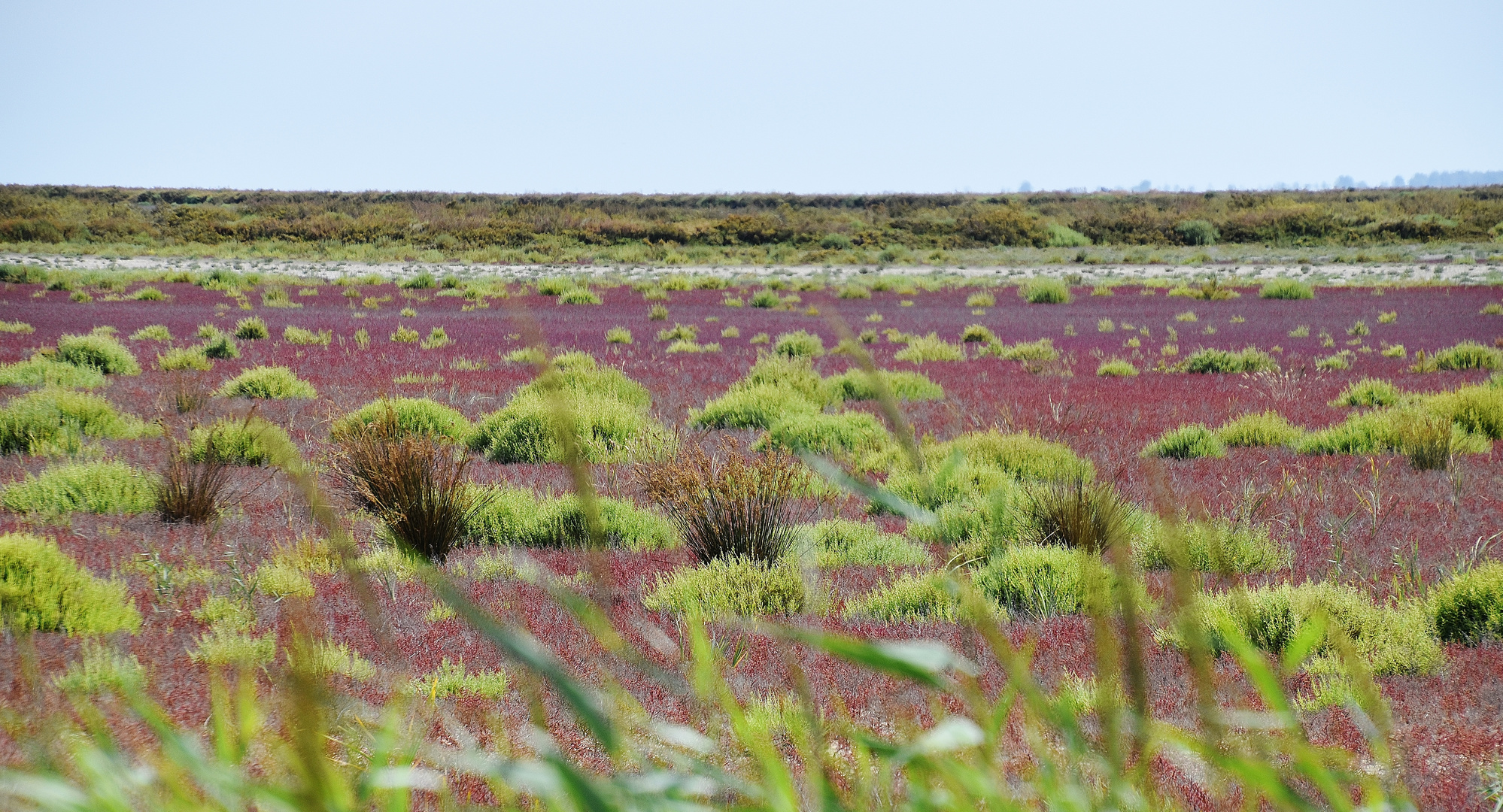 Camargue...1