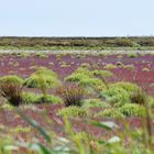 Camargue...1