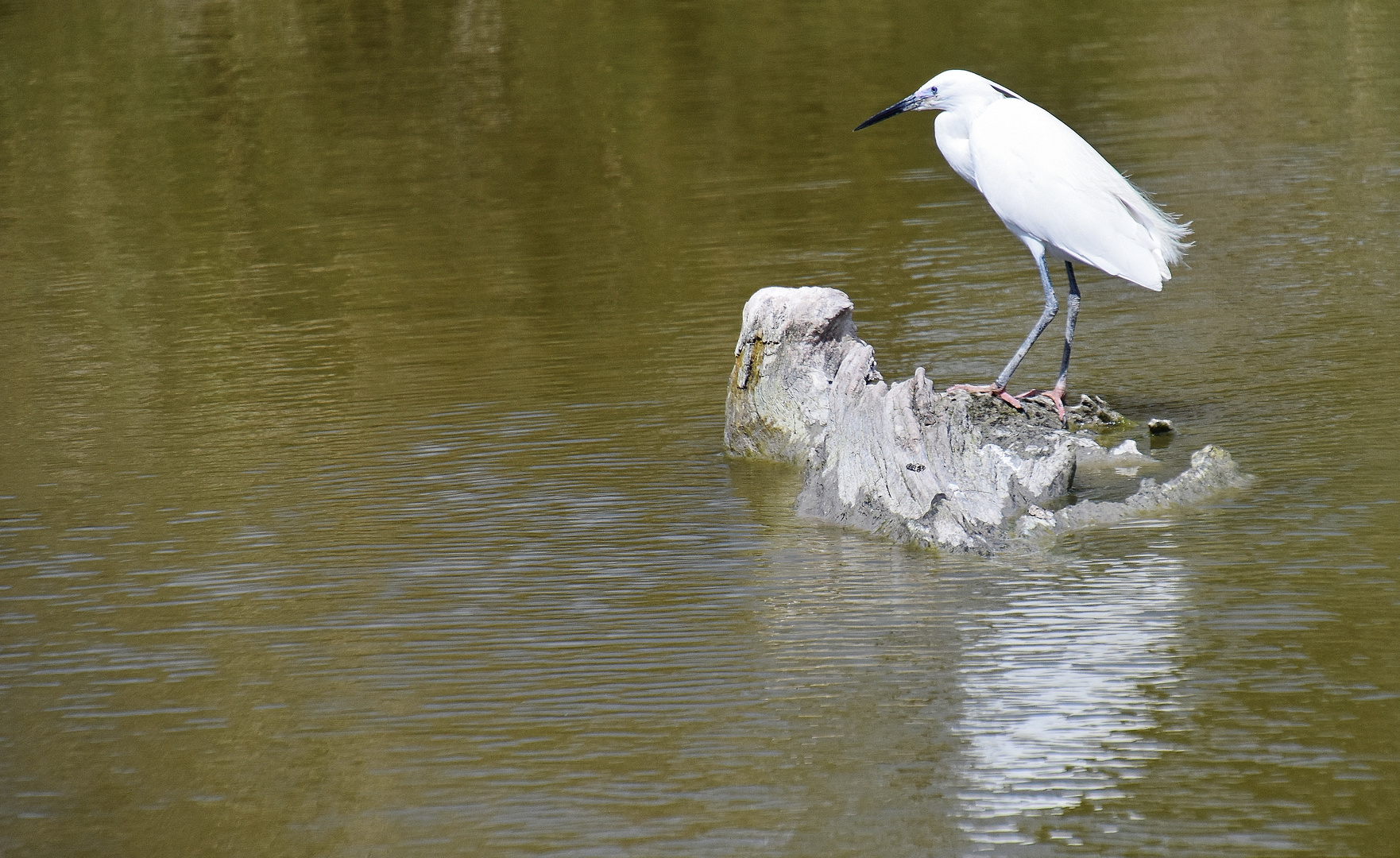 Camargue....1