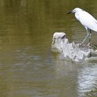 Camargue....1