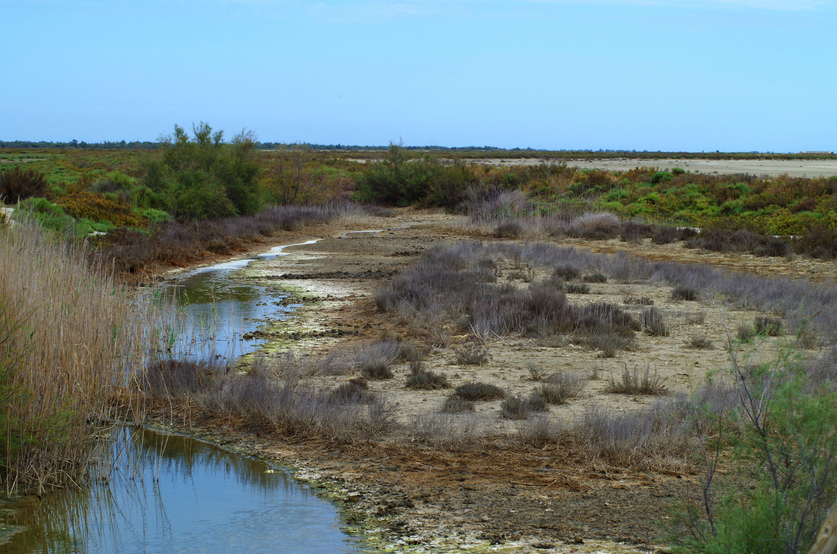 Camargue2