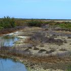 Camargue2