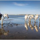 Camargue_2