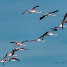 Camargue_2017-10-26-117