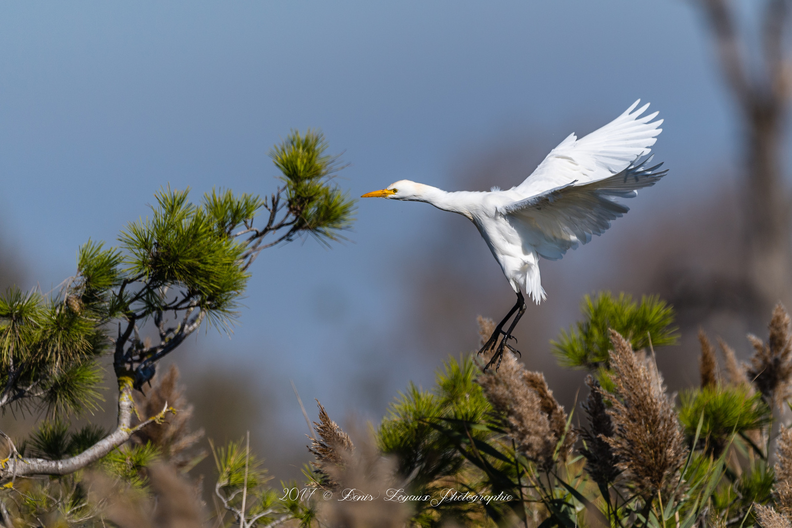 Camargue_2017-10-26-93