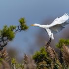 Camargue_2017-10-26-93