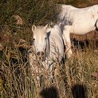 Camargue3