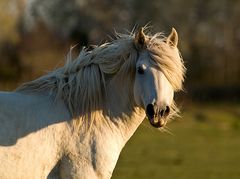 Camarguepferd