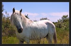 Camarguepferd