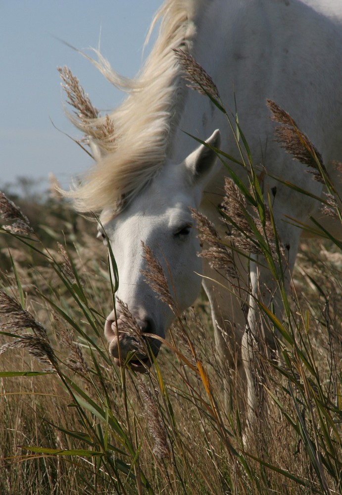 Camarguepferd