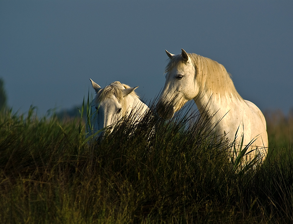 Camarguepferde