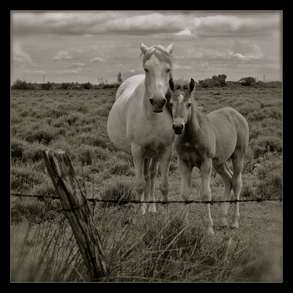 - Camarguepferde -