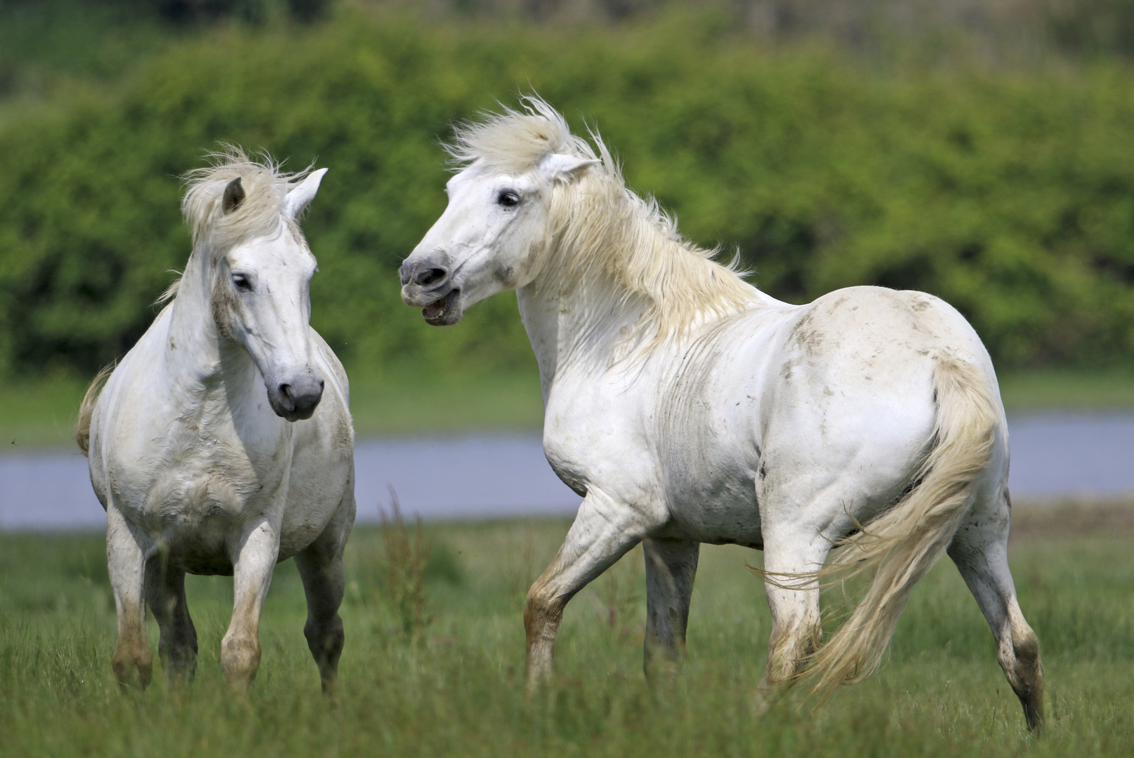 Camarguepferde