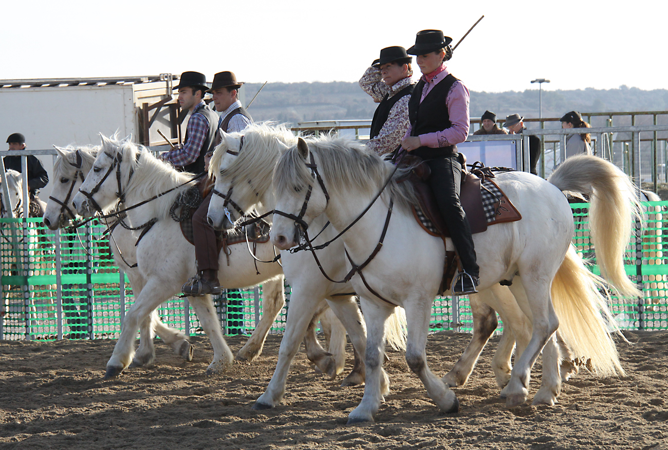 Camarguepferde auf dem Weg zu den Rindern