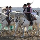 Camarguepferde auf dem Weg zu den Rindern